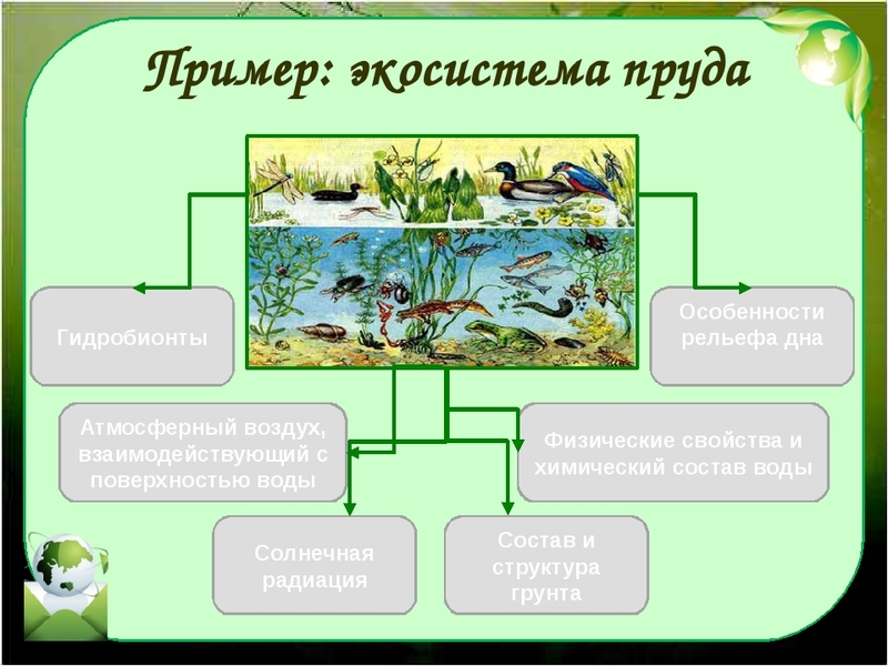 Основные виды экосистем