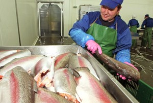 Технология переработки рыбы переработка рыбы и морепродуктов