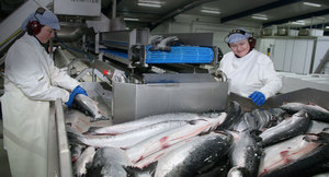 Как перерабатывают рыбу на производстве