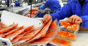 Обработка рыбы на производстве